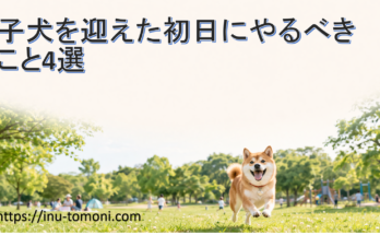 子犬を迎えた初日にやるべきこと4選