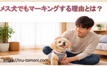 メス犬でもマーキングする理由とは？