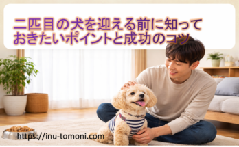 二匹目の犬を迎える前に知っておきたいポイントと成功のコツ