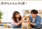 人気のもふもふ犬6選!特徴と飼育のポイントを徹底解説