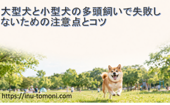 大型犬と小型犬の多頭飼いで失敗しないための注意点とコツ