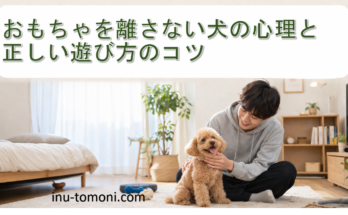 おもちゃを離さない犬の心理と正しい遊び方のコツ