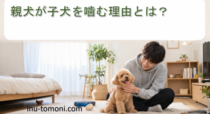 親犬が子犬を噛む理由とは？