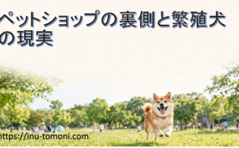 ペットショップの裏側と繁殖犬の現実