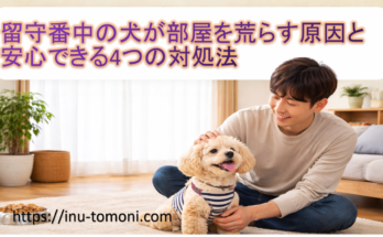 留守番中の犬が部屋を荒らす原因と安心できる4つの対処法