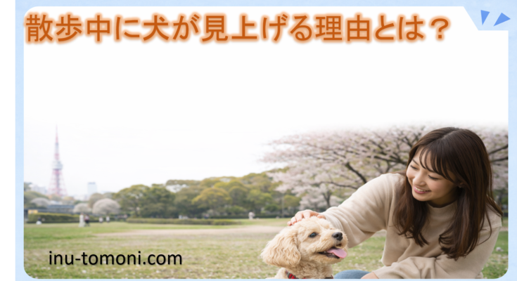 散歩中に犬が見上げる理由とは？