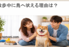 散歩中に鳥へ吠える理由は？犬の本能と正しい対処法を解説
