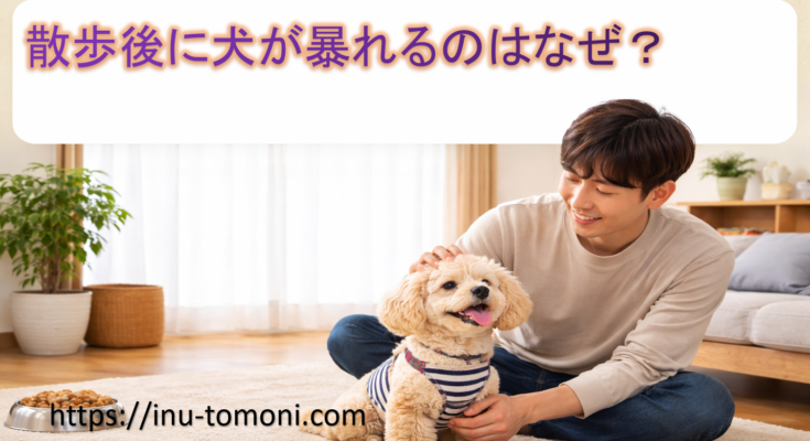 散歩後に犬が暴れるのはなぜ？
