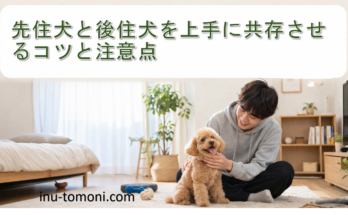 先住犬と後住犬を上手に共存させるコツと注意点