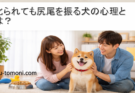 叱られても尻尾を振る犬の心理とは?行動から読み解く本音