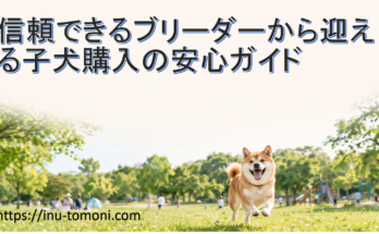 信頼できるブリーダーから迎える子犬購入の安心ガイド