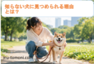 知らない犬に見つめられる理由とは?安全に接するためのポイント解説