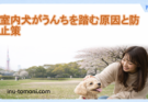 室内犬がうんちを踏む原因と防止策