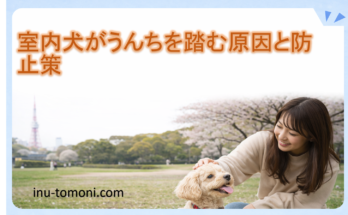 室内犬がうんちを踏む原因と防止策