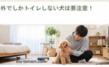 外でしかトイレしない犬は要注意！
