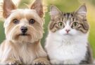 犬の糞線虫症とは?症状・感染経路・治療法までやさしく解説!