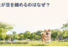 犬が目を細めるのはなぜ?愛情・緊張・体調不良を見分けるポイント