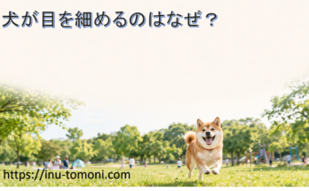 犬が目を細めるのはなぜ?